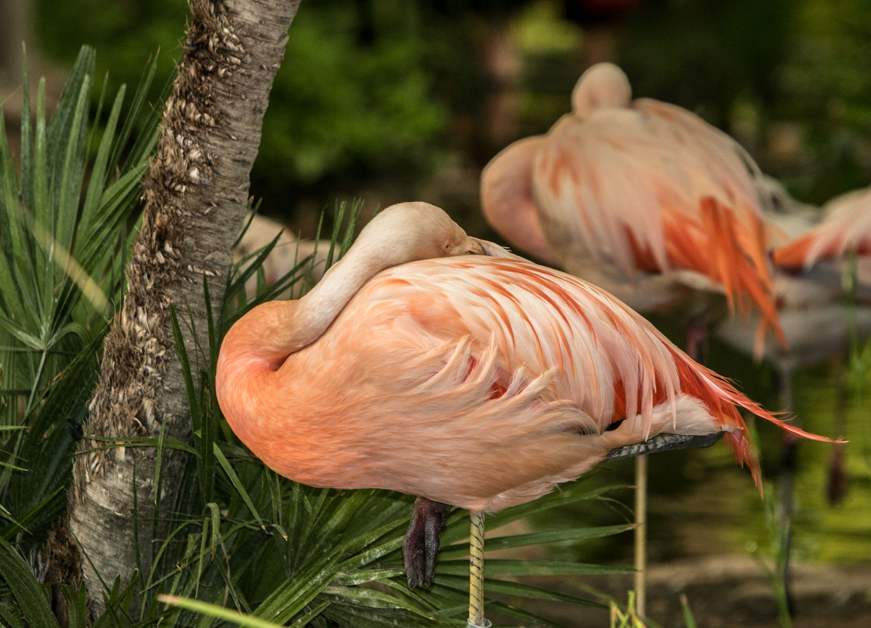 Reid Park Zoo